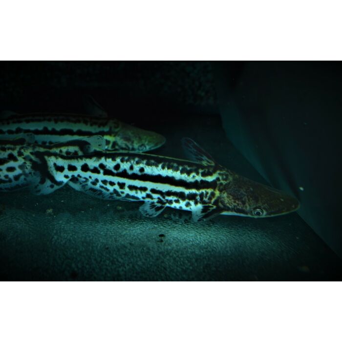 Ageneiosus Magoi / Hellingkop Meerval