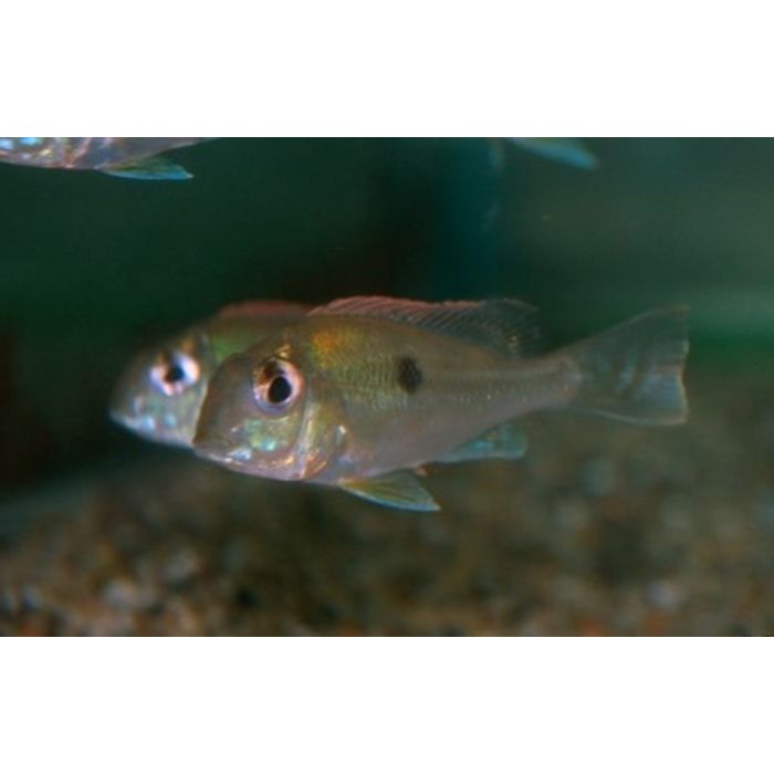 Geophagus Sveni / Aardeter Sveni