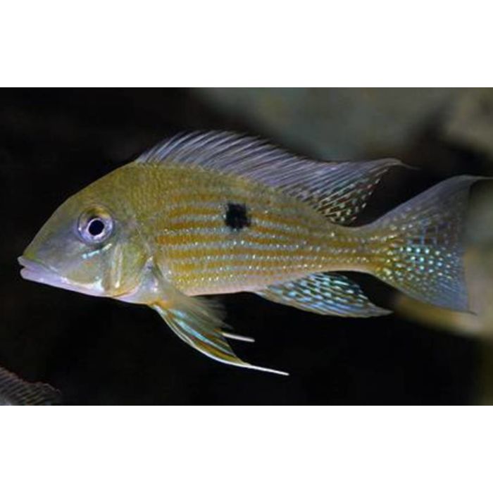 Geophagus Taeniopareius / Aardeter Taeniopareius