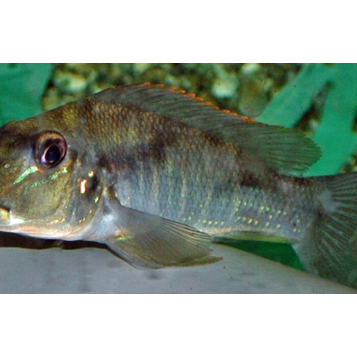 Retroculus Lapidifer Cichlide