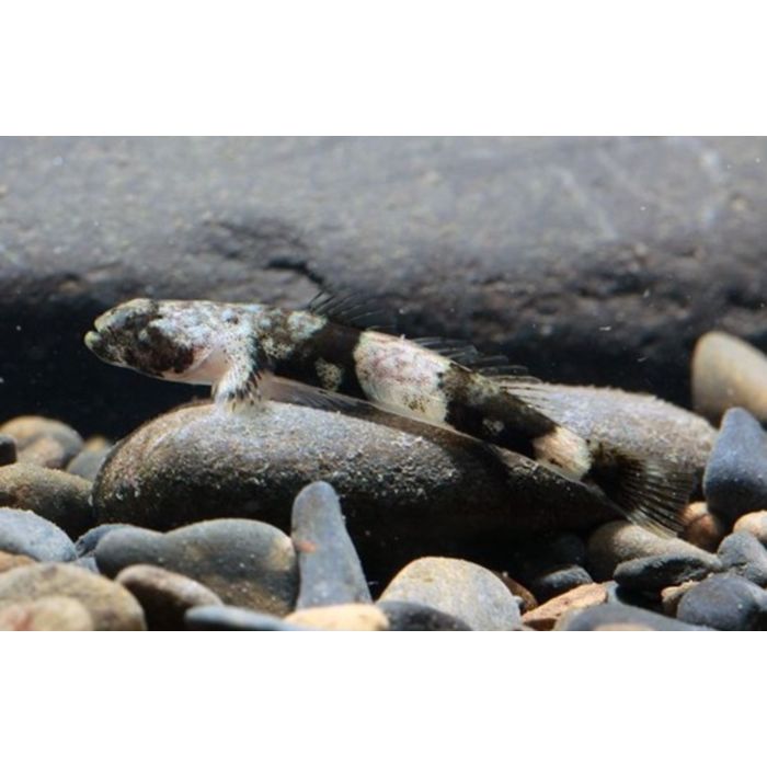 Schismatogobius Ampluvinculus Tijger Gobie