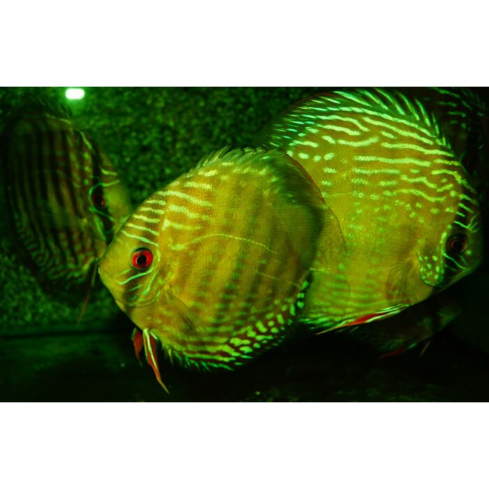 S. Aequifasciatus Cuipeua / Discus Cuipeua