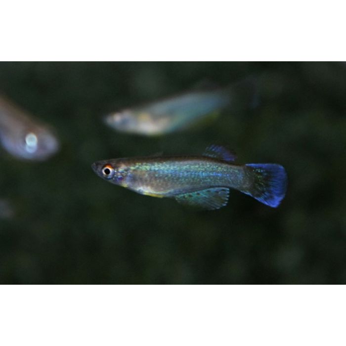 Procatopus Nototaenia Bidou / Lichtoogje Nototaenia Bidou