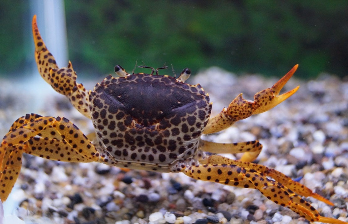 Parathelphusa pantherina - Panterkrab