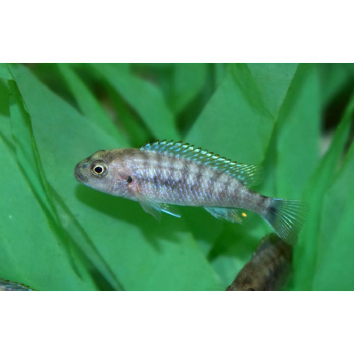 Pseudotropheus Perspicax / Malawi Cichlide Perspicax