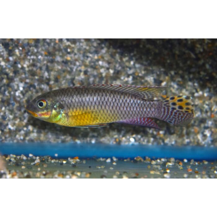 Pelvicachromis Kribensis Idenau / Kersenbuikcichlide Idenau