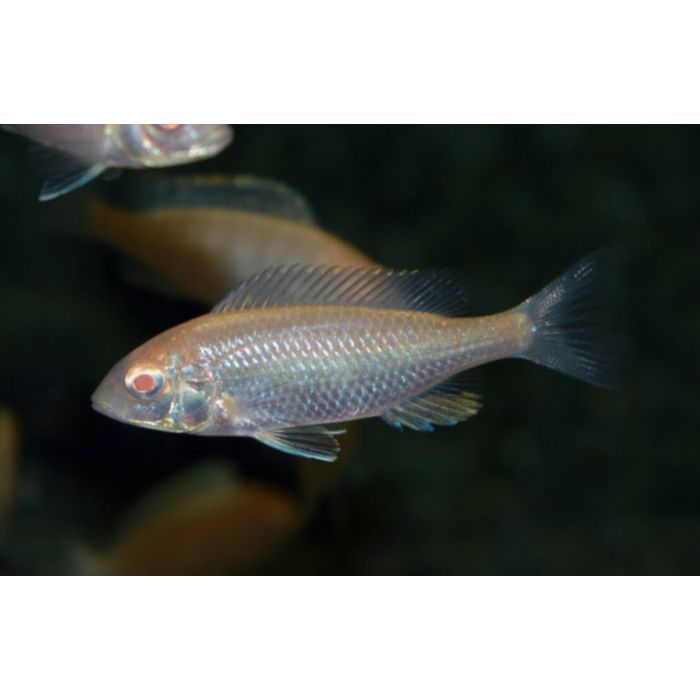 Cyrtocara Moorii Albino / Dolfijncichlide Albino
