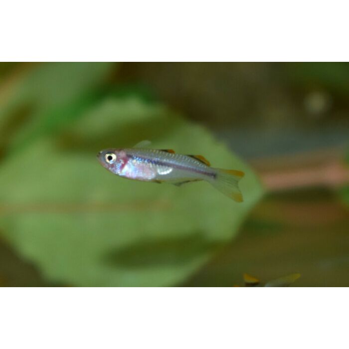 Pseudomugil Connieae / Regenboogvis Connieae