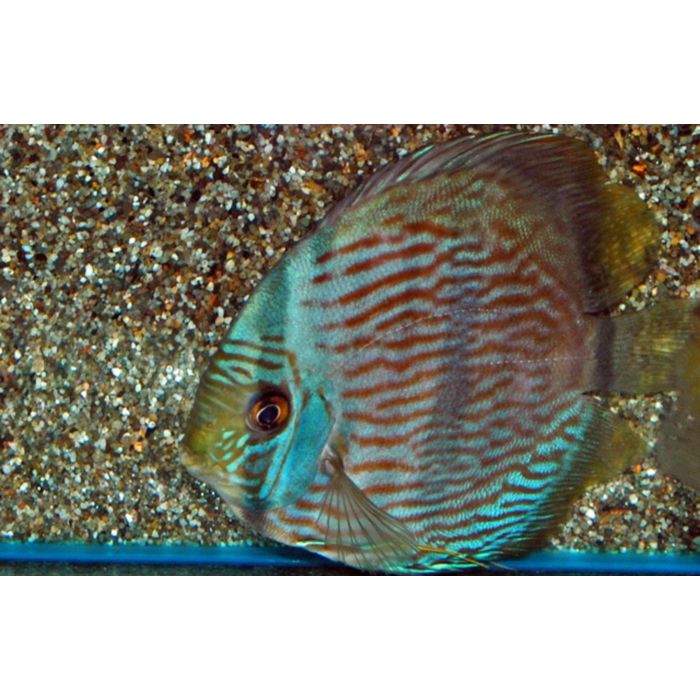 S. Discus Nhamunda Blue Face / Discus Heckel Nhamunda Blue Face