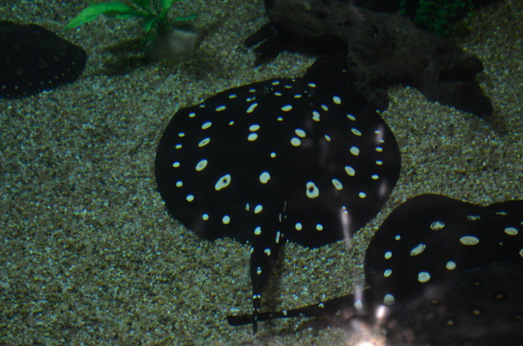 Potamotrygon leopoldi - Weißgefleckter Süßwasserrochen