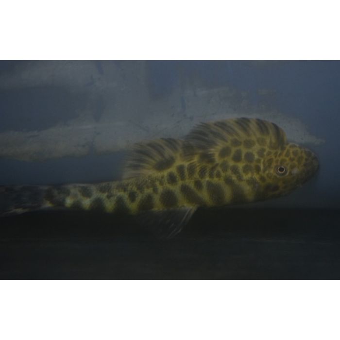 Sinogastromyzon Szechuanensis / Algeneter Szechuanensis