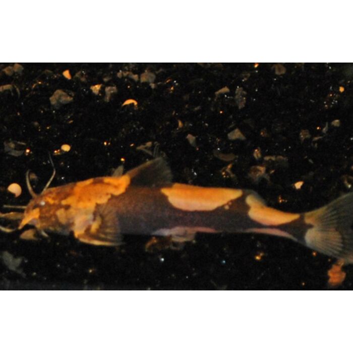 Akysis Vespa Oranje Microhommelmeerval