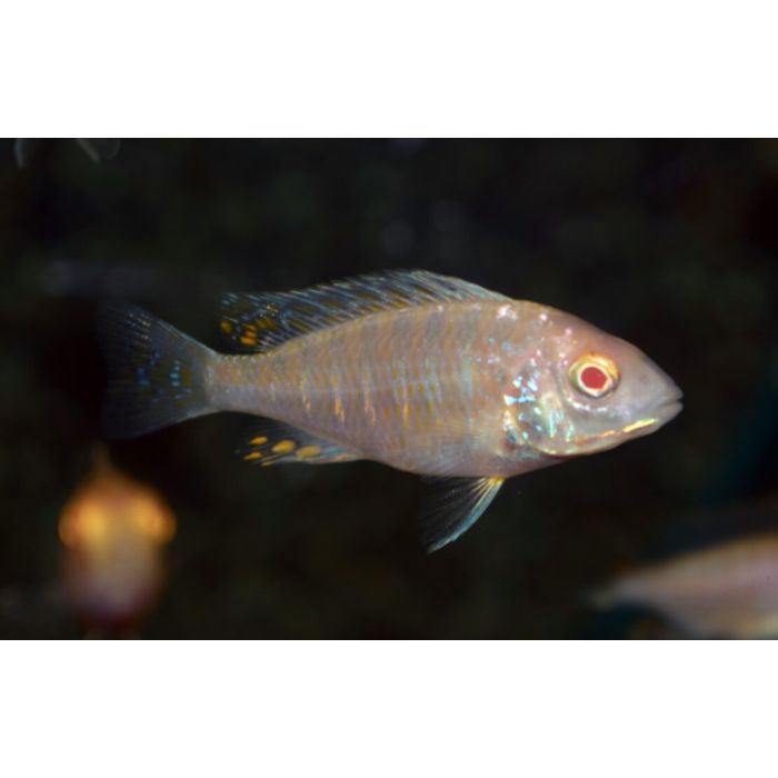Aulonocara Jacobfreibergi Mamelela / Keizerbaars Mamelela Lemon Albino