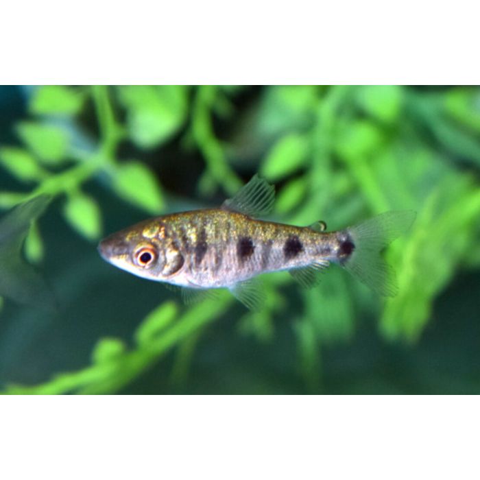 Leporinus Friderici / Drievlek Kopstaander