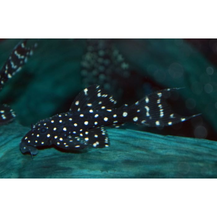 Mustang Cactus Pleco Pseudacanthicus Sp. / L452