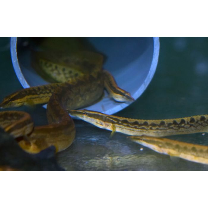 Mastacembelus Favus / Bandspooraal