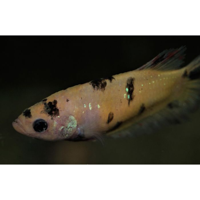 Kempvis Plakat Koi Nemo