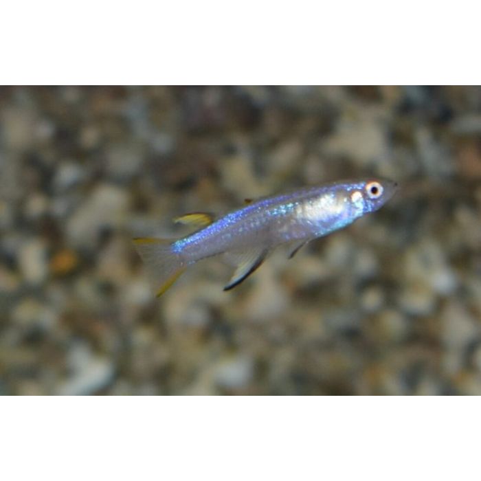 Pseudomugil Cyanodorsalis / Neon Blauwoogje