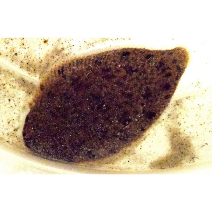 Brachirus Villosus / Schol Villosus