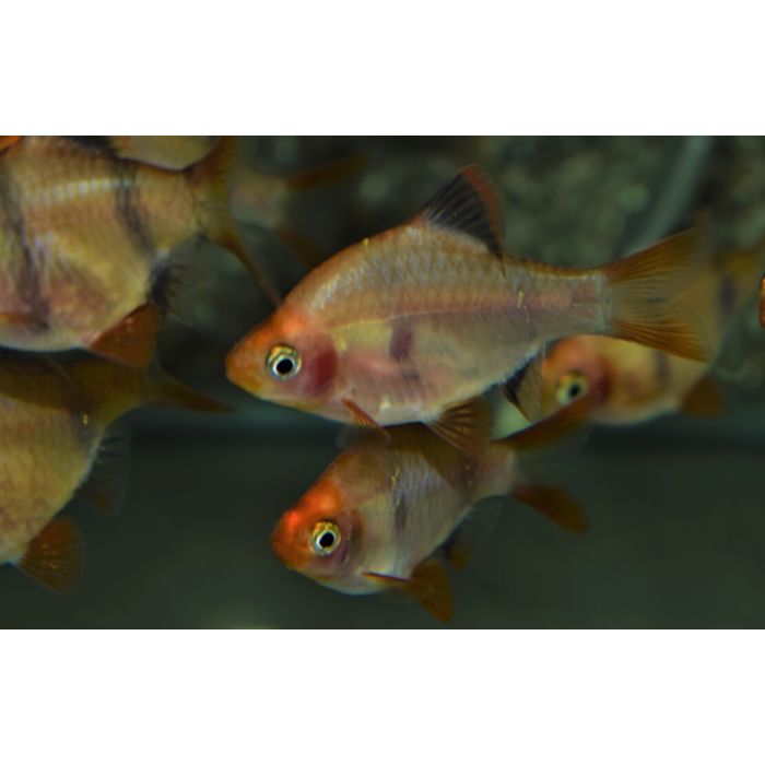 Puntigrus Tetrazona Gold Blackfin / Gouden Zwartvin Sumatraan