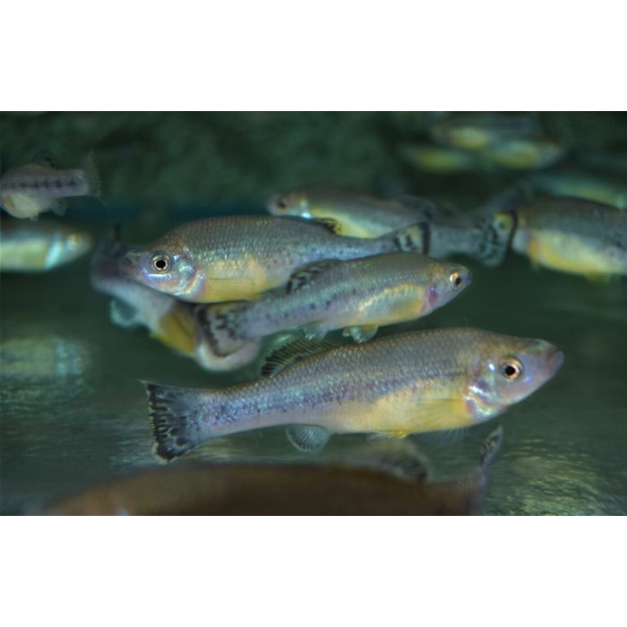 Ilyodon Furcidens / Hooglandkarper Furcidens