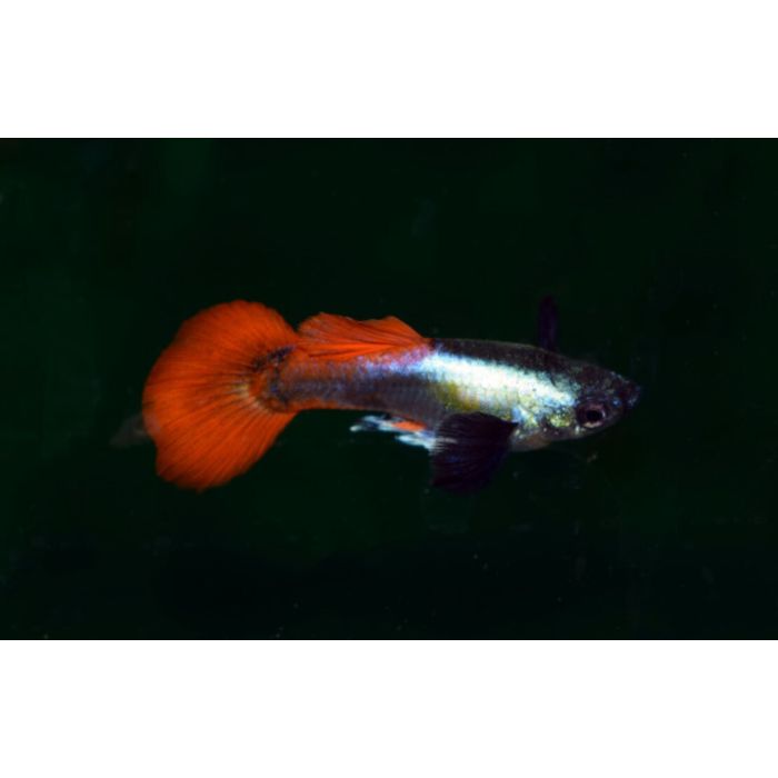 Gup Dumbo Ear Platinum Red