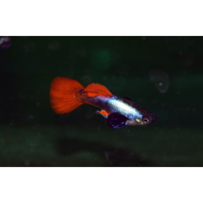 Gup Dumbo Ear Platinum Red