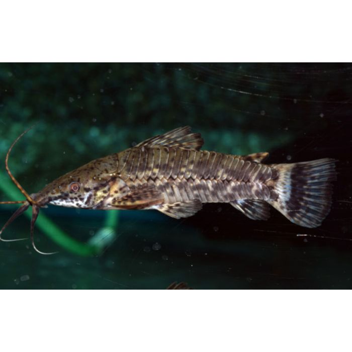 Megalechis Picta / Pantsermeerval Picta