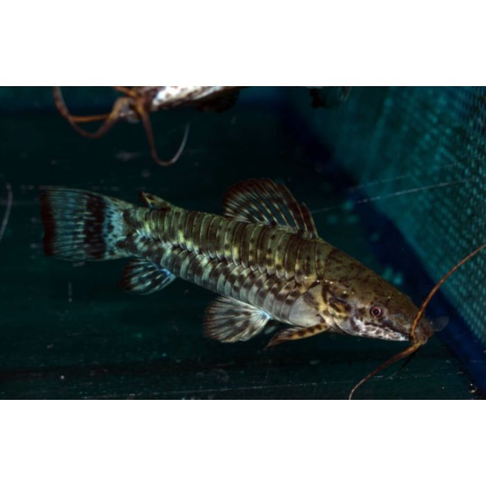 Megalechis Picta / Pantsermeerval Picta