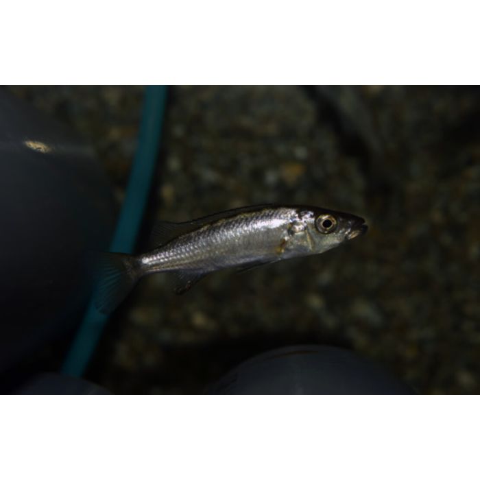 Rhamphochromis Sp. Chilingali / Malawi Cichlide Chilingali