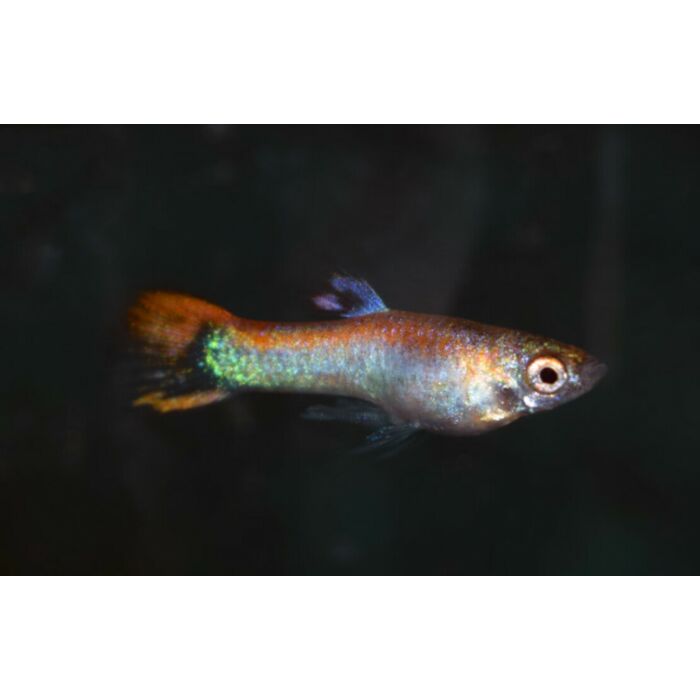 Poecilia Wingei Platinum Santa / Endler Gup Platina Santa