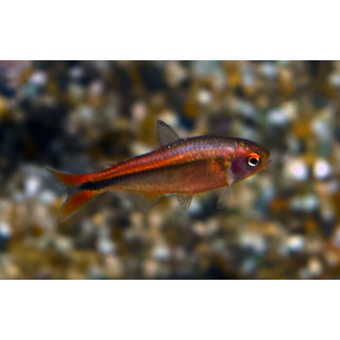 Hyphessobrycon Myrmex F1 / Myrmex Zalm