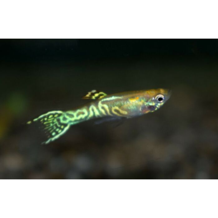 Poecilia Wingei Snakeskin Gold / Endler Gup Snakeskin Gold