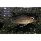 Gnathochromis Permaxillaris Tanganyika Cichlide Permaxillaris