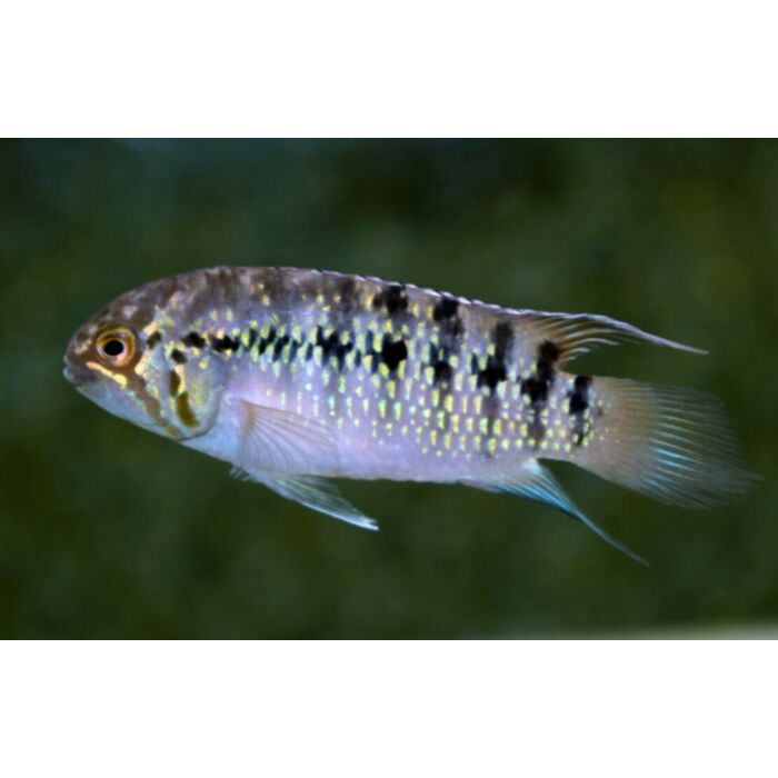 Nannacara Adoketa Sao Gabriel F1 Zebra Acara