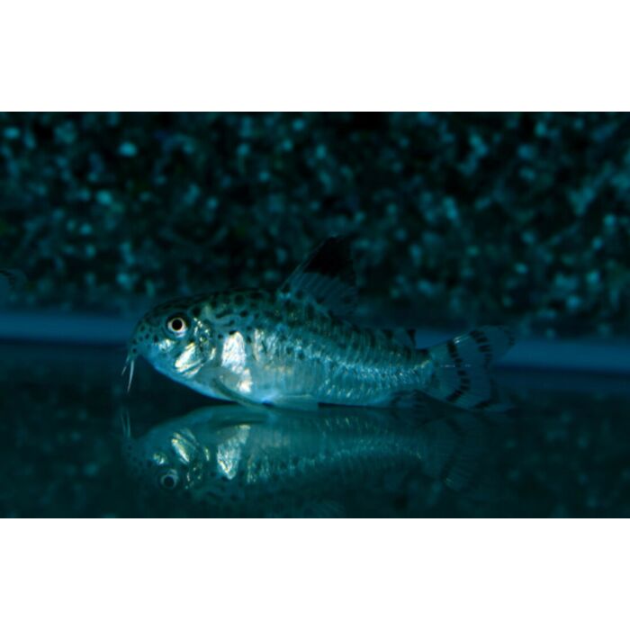 Corydoras Sp. C012 Pantsermeerval C012
