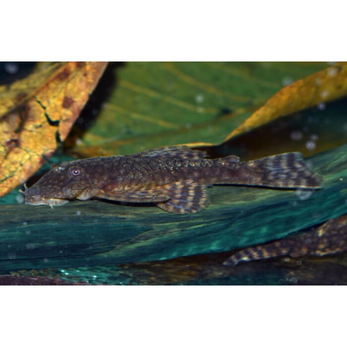 Ancistrus Sp. Paraguay / Ancistrus Algeneter Paraguay