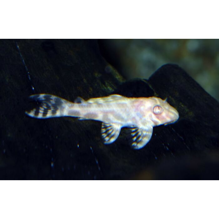 Hypancistrus Sp. Albino / Yellow King Tiger Albino Pleco L333