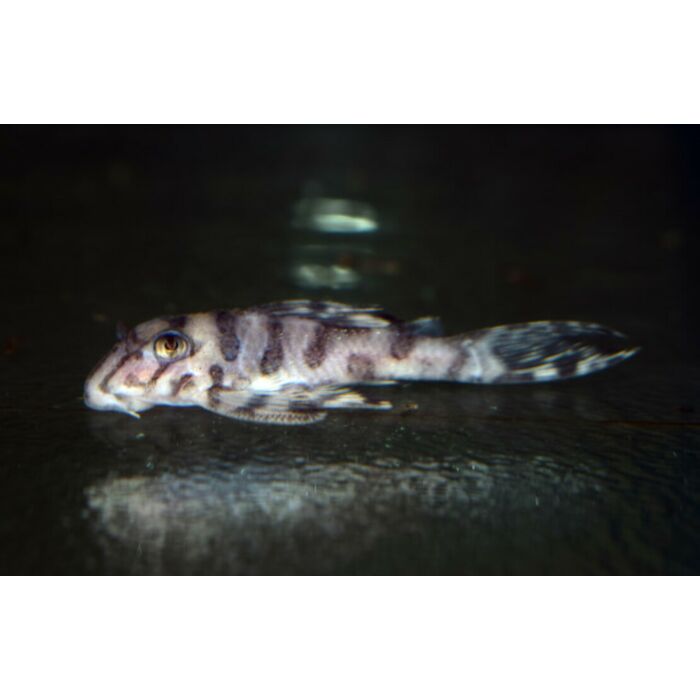 Sw Hypancistrus Sp. / Sw Hypancistrus L236