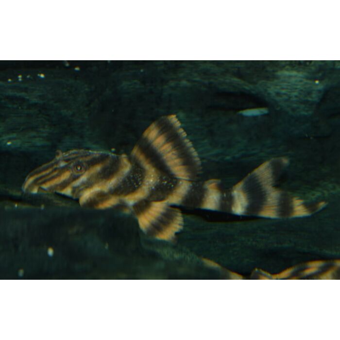 Panaqolus Claustellifer S/M L306