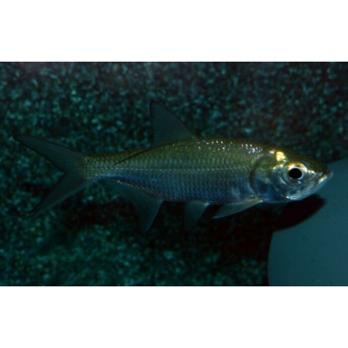 Megalops Cyprinoides / Indo-Pacific Tarpon