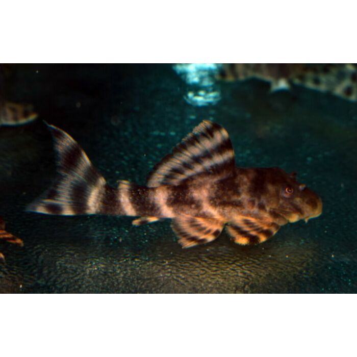 Panaqolus Sp. Pucallpa / Panaqoulus Pucallpa