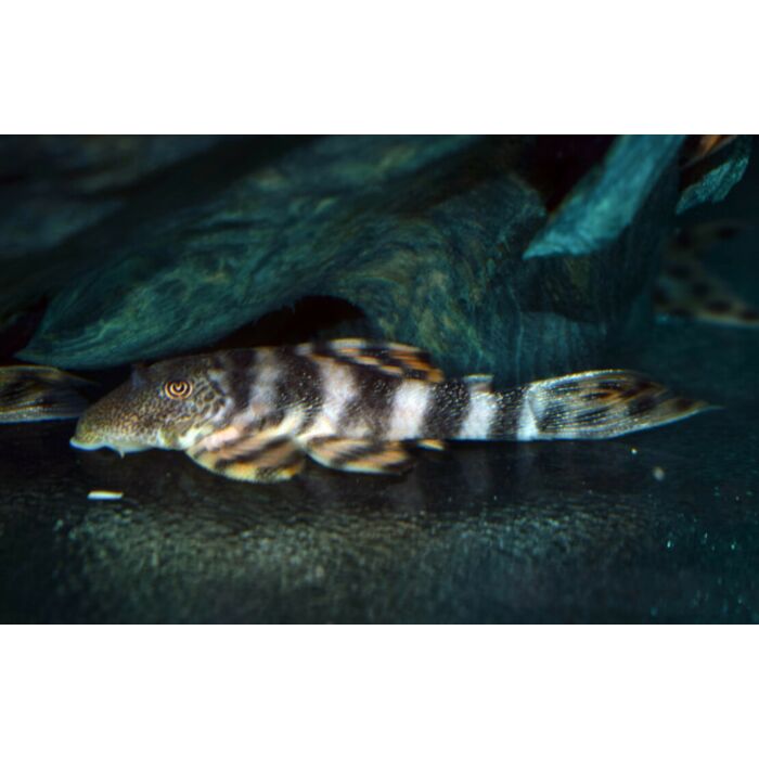 Panaqolus Sp. Pucallpa S/M Panaqoulus Pucallpa