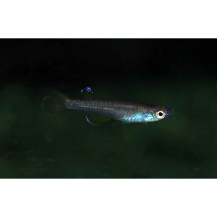 Foerschichthys Flavipinnis / Killivis Flavipinnis