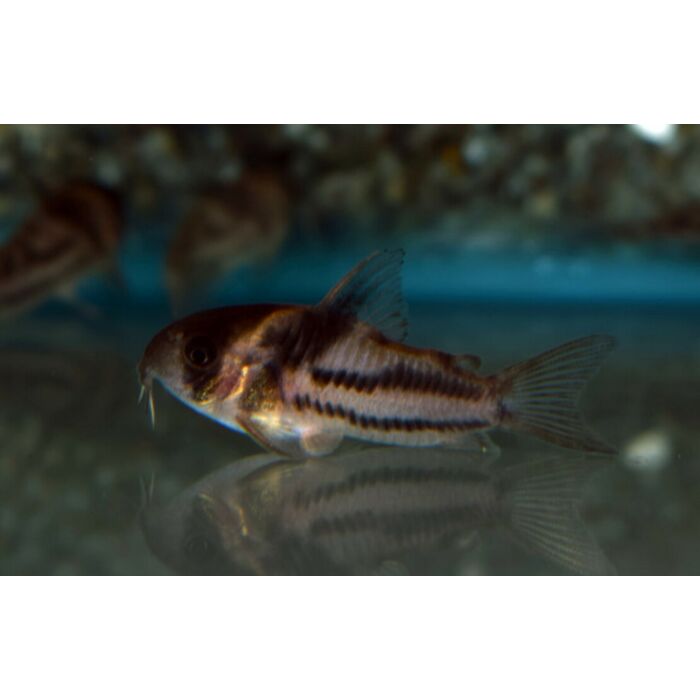 Corydoras Sp. Cw127 / Pantsermeerval Cw12
