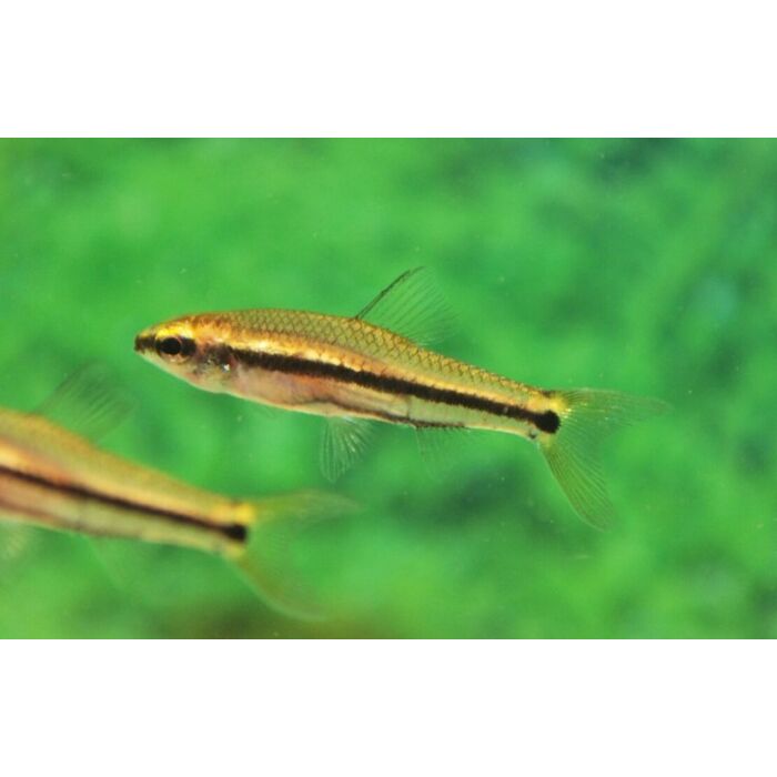 Neolebias Unifasciatus / Tetra Unifasciatus