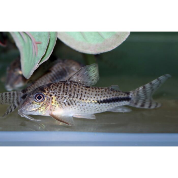 Corydoras Fulleri / Pantsermeerval Fulleri