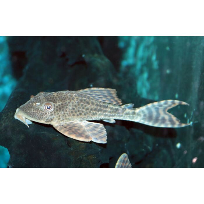 Hypostomus Cf. Cochliodon M/L Spotted Humpbacked Pleco L050