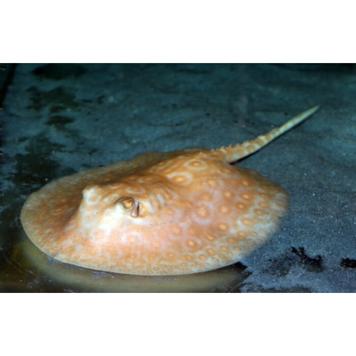 Potamotrygon Pearl White Albino / Stekelrog Pearl White Albino