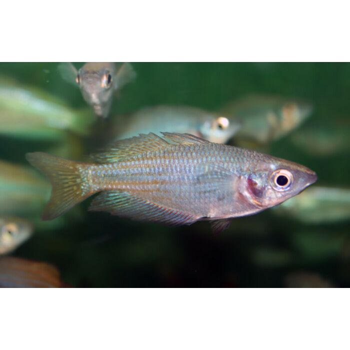 Melanotaenia Fluviatilis / Regenboogvis Fluviatilis